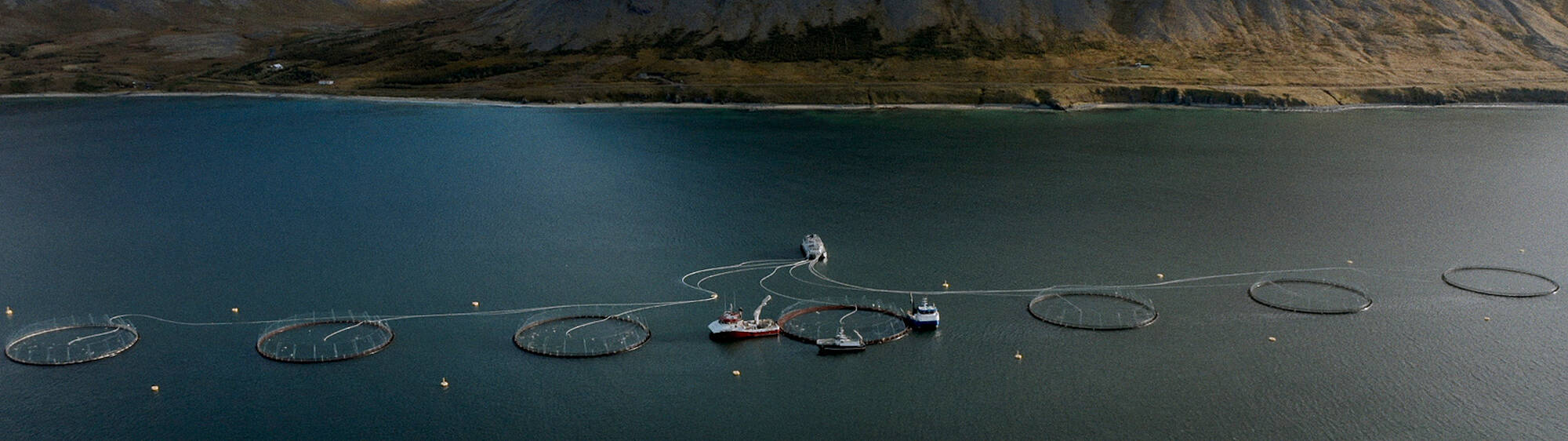 Patagonia - Iceland needs you